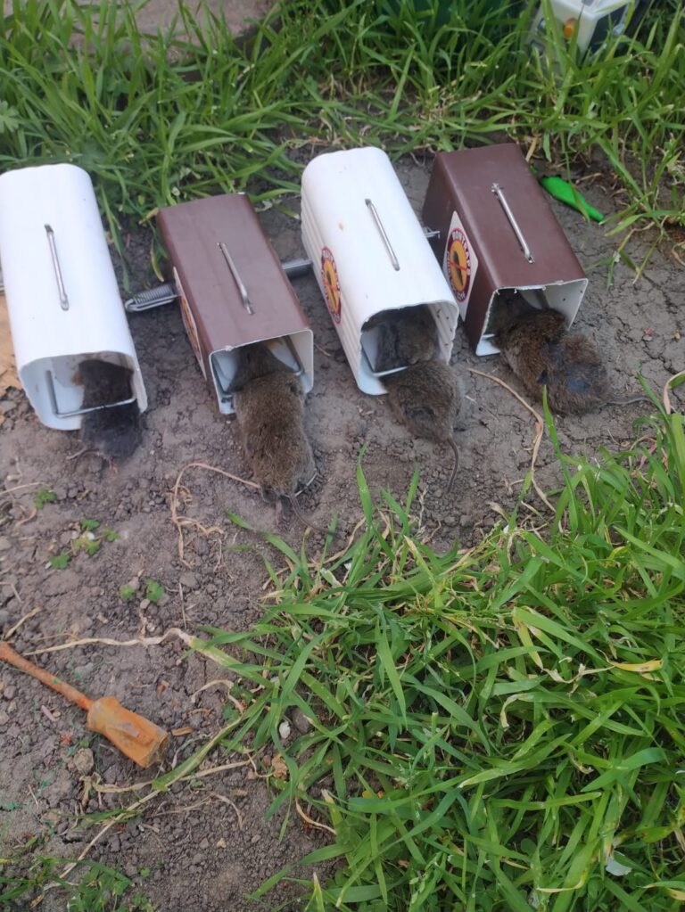 Gopher Control Force - Rat Traps 8